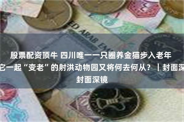 股票配资顶牛 四川唯一一只圈养金猫步入老年 和它一起“变老”的射洪动物园又将何去何从？｜封面深镜